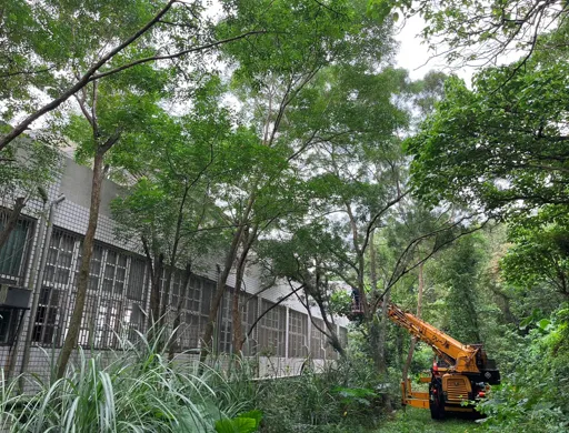 菖曜園藝季節性與颱風季前修剪實例